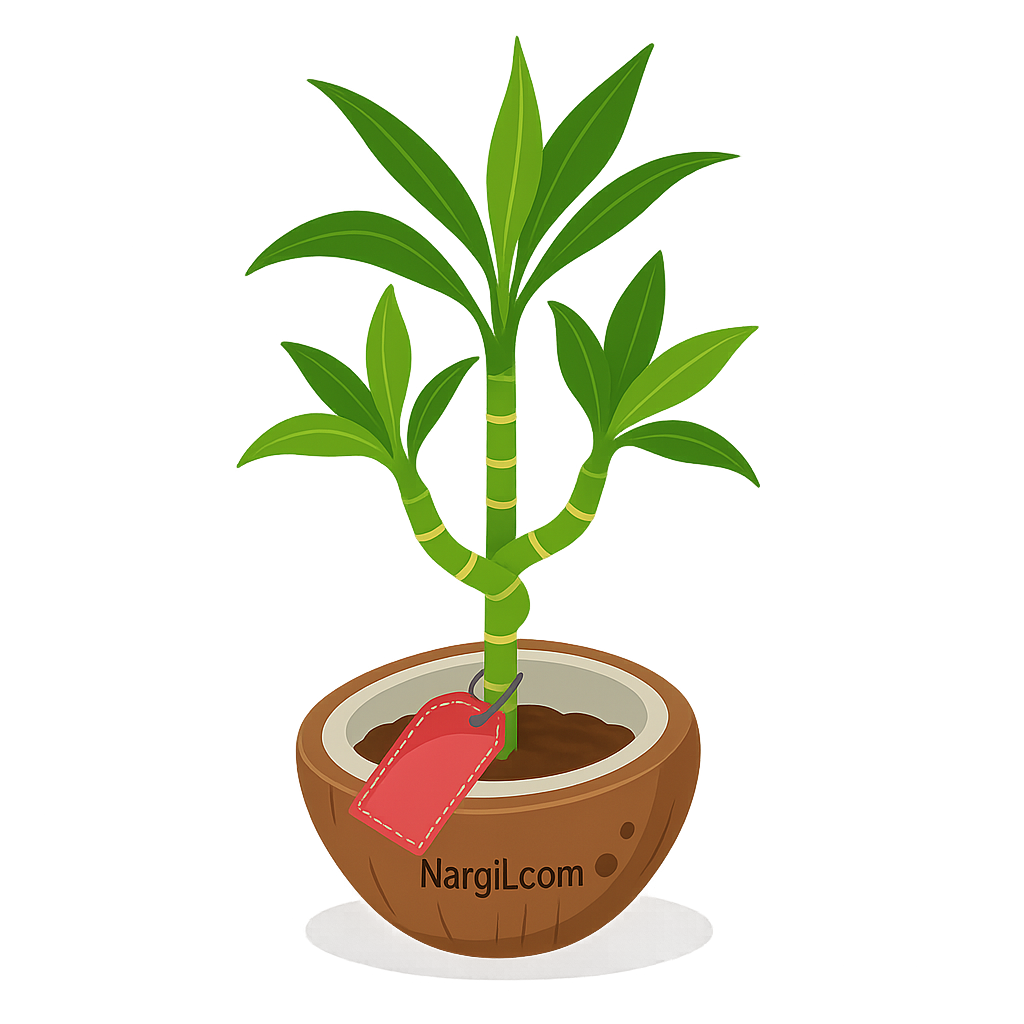  Nargil - Lucky Bamboo